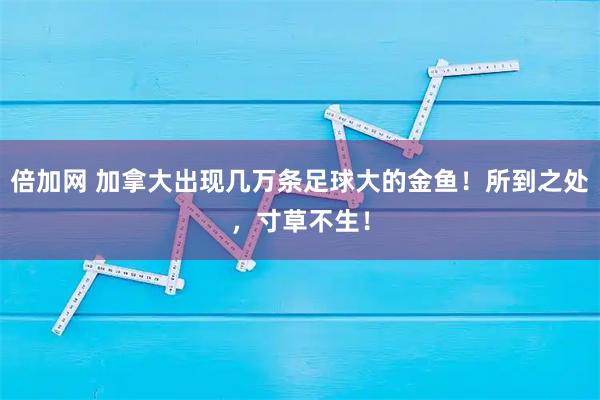 倍加网 加拿大出现几万条足球大的金鱼!所到之处,寸草不生!
